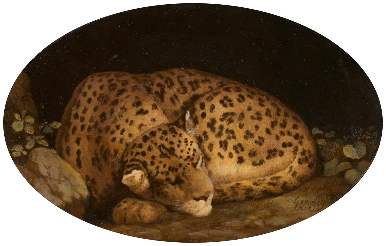 Sovande leopard, 1777. av George Stubbs
