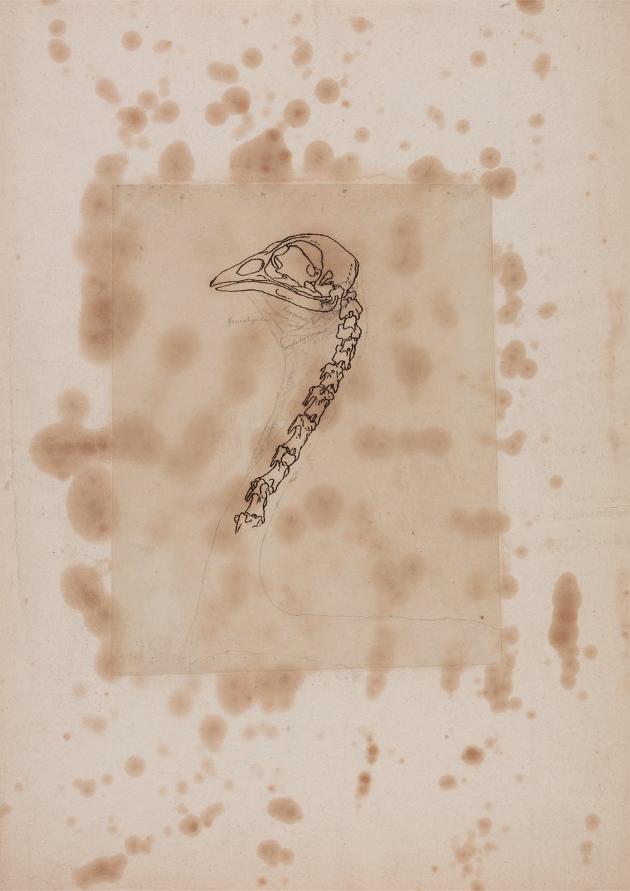 Studie av ett hönshuvud och en hals, lateral vy, från en jämförande anatomisk beskrivning av människokroppens struktur med en tiger och en vanlig höns, 1795-1806 (penna & bläck och grafit på papper av George Stubbs
