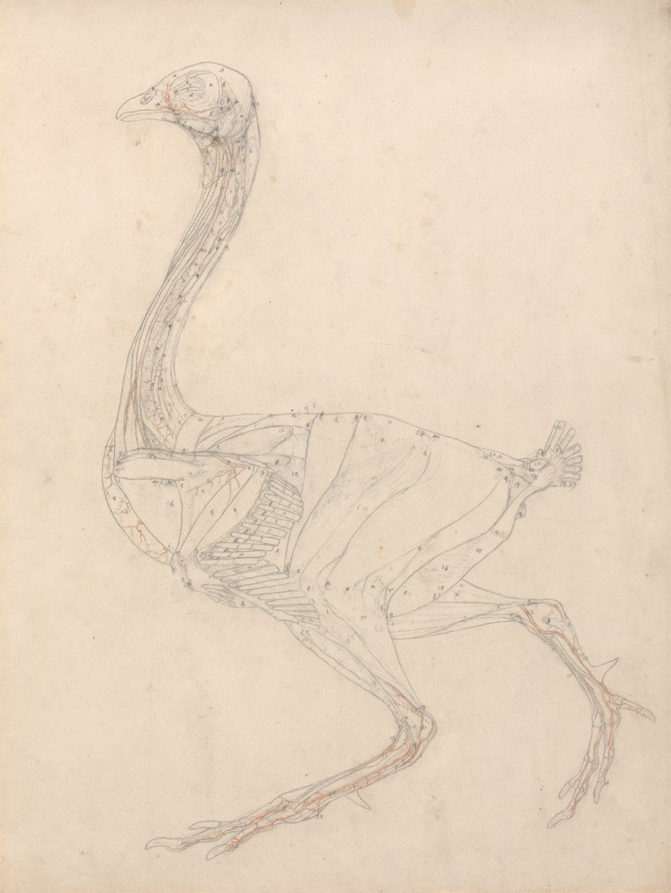 Studie av en fågel, sidovy, diagram för nyckel till tabell XV, från en jämförande anatomisk beskrivning av människokroppens struktur med en tiger och en vanlig fågel, 1795-1806 (grafit & om av George Stubbs