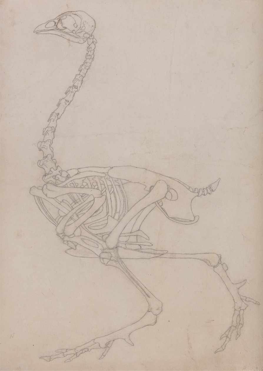 Studie av en fågel, sidovy, från en jämförande anatomisk beskrivning av människokroppens struktur med en tiger och en vanlig fågel, 1795-1806 (grafit på tunt vävt papper) av George Stubbs