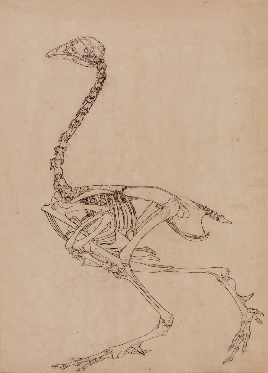 Studie av en höns, sidovy, från en jämförande anatomisk beskrivning av människokroppens struktur med en tiger och en höns, 1795-1806 (penna & bläck och grafit på tunt vävt papper) av George Stubbs
