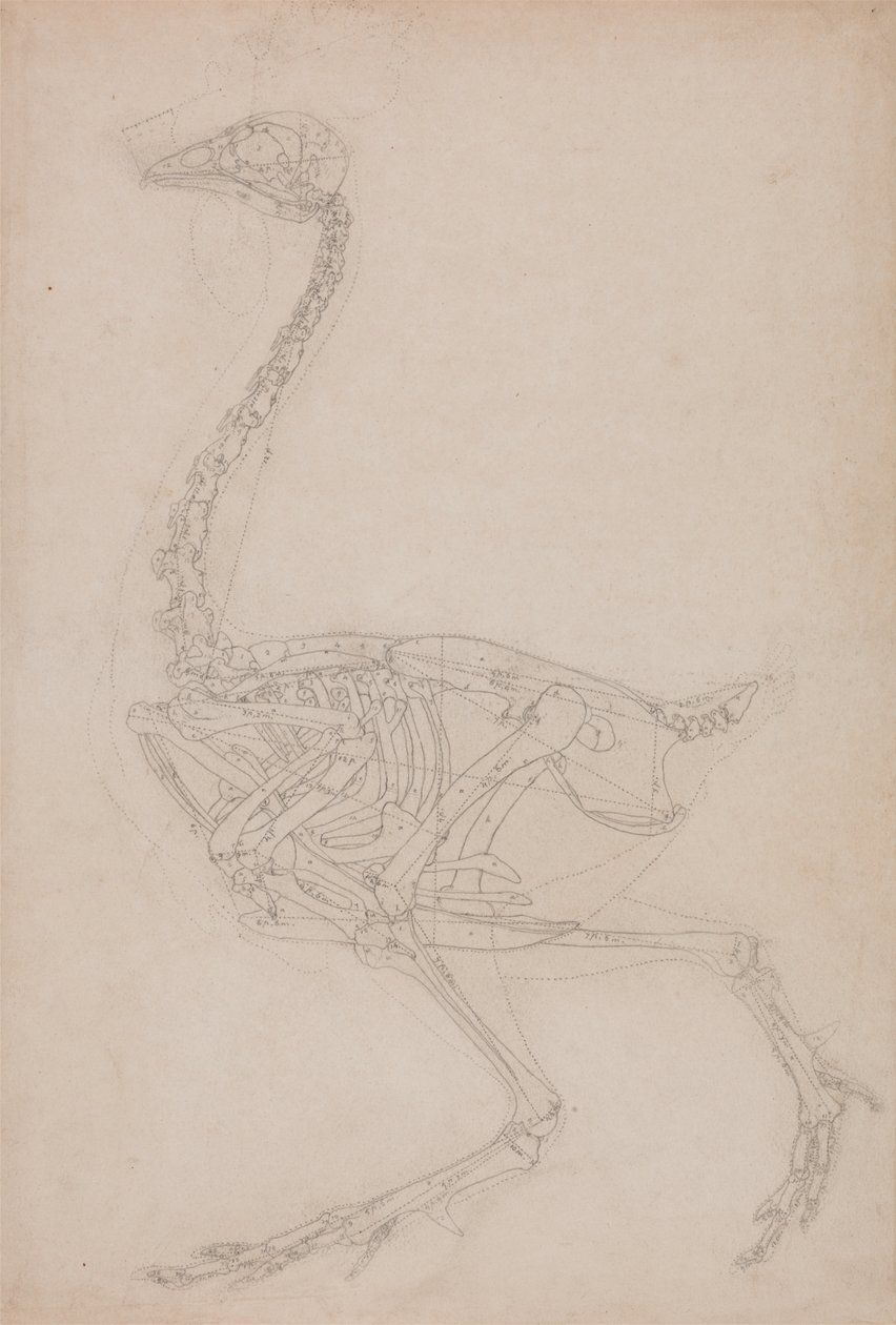 Studie av en fågel, sidovy, från en jämförande anatomisk beskrivning av människokroppens struktur med en tiger och en vanlig fågel, 1795-1806 (grafit på kraftigt vävt papper) av George Stubbs