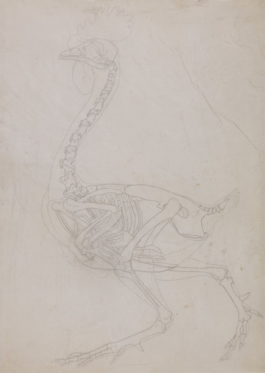 Studie av en fågel, sidovy, från en jämförande anatomisk beskrivning av människokroppens struktur med en tiger och en vanlig fågel, 1795-1806 (grafit på tunt vävt papper) av George Stubbs