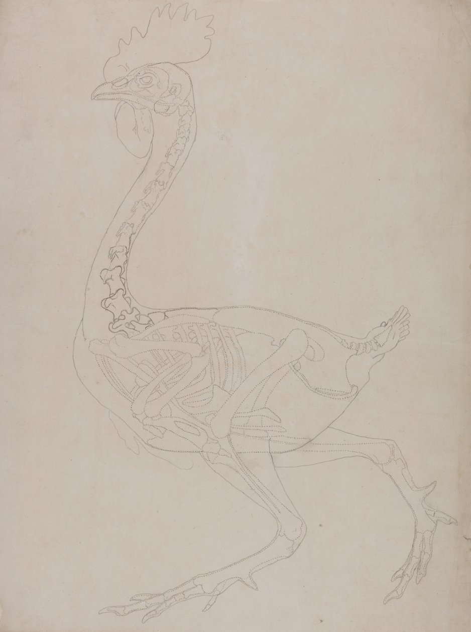 Studie av en fågel, sidovy, från en jämförande anatomisk beskrivning av människokroppens struktur med en tiger och en vanlig fågel, 1795-1806 (grafit på tunt vävt papper) av George Stubbs