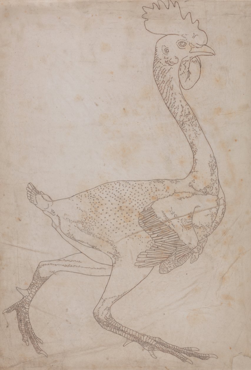Studie av en fågel, sidovy, från en jämförande anatomisk beskrivning av människokroppens struktur med en tiger och en vanlig fågel, 1795-1806 (grafit och röd krita på papper) av George Stubbs