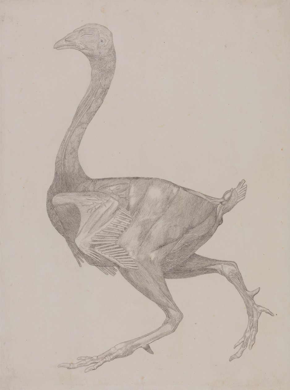 Studie av en fågel, sidovy, från en jämförande anatomisk beskrivning av människokroppens struktur med en tiger och en vanlig fågel, 1795-1806 (grafit på tunt vävt papper) av George Stubbs