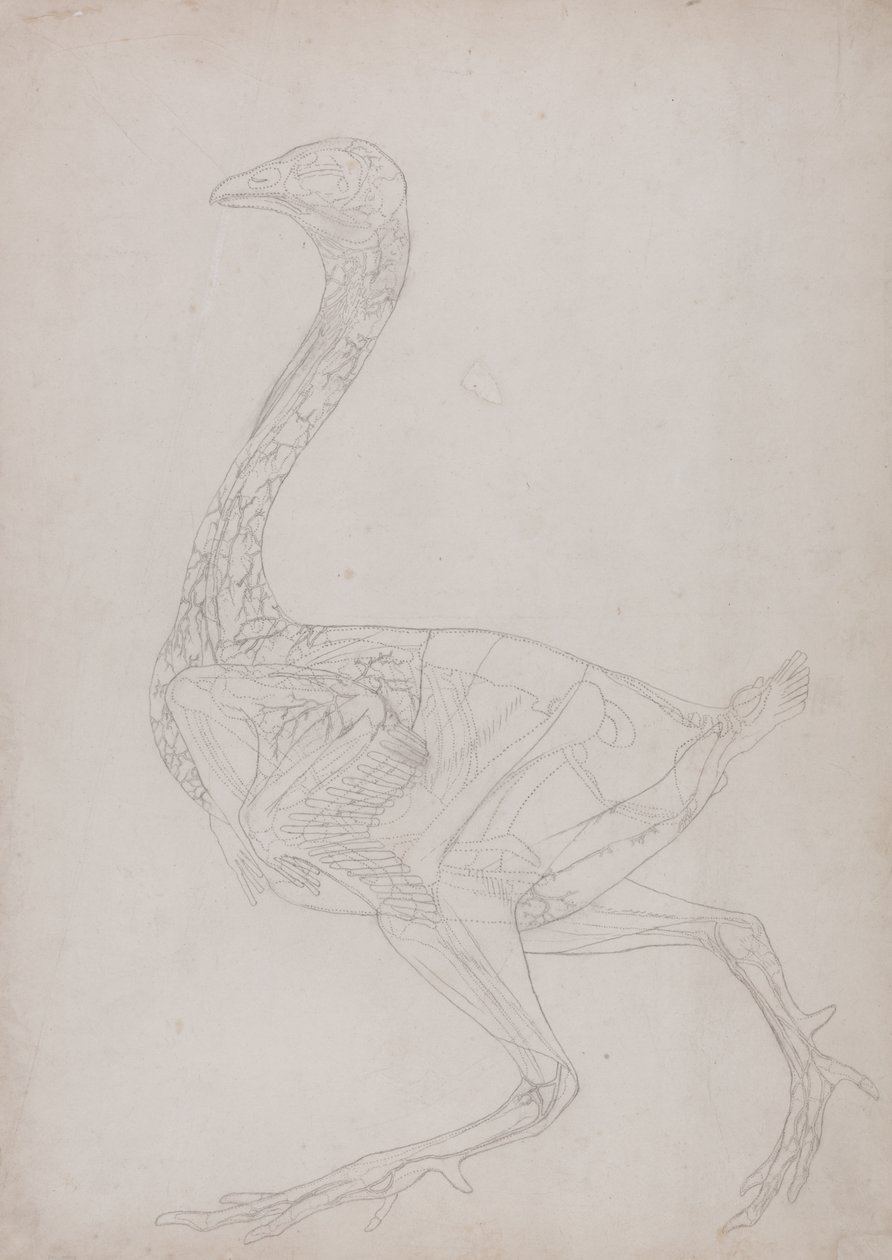 Studie av en fågel, sidovy, från en jämförande anatomisk beskrivning av människokroppens struktur med en tiger och en vanlig fågel, 1795-1806 (grafit på tunt vävt papper) av George Stubbs