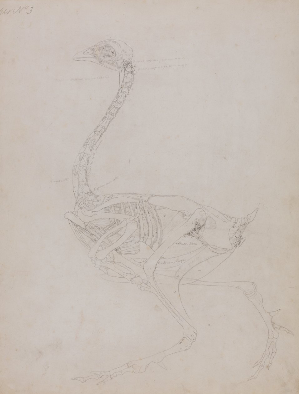 Studie av en fågel, sidovy, från en jämförande anatomisk beskrivning av människokroppens struktur med en tiger och en vanlig fågel, 1795-1806 (grafit på tunt vävt papper) av George Stubbs