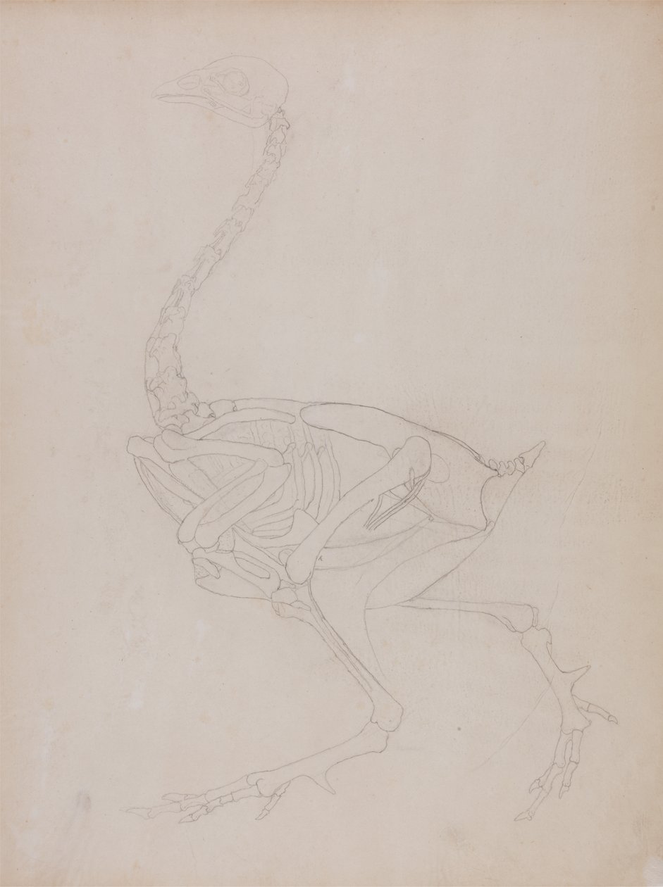 Studie av en fågel, sidovy, från en jämförande anatomisk beskrivning av människokroppens struktur med en tiger och en vanlig fågel, 1795-1806 (grafit på tunt vävt papper) av George Stubbs