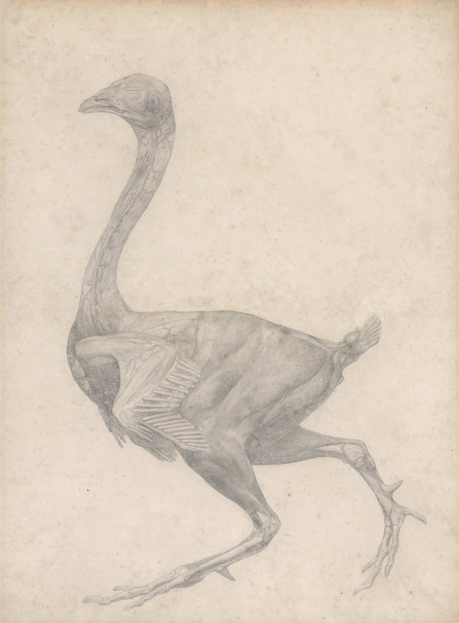 Studie av en fågel, sidovy, med hud och underliggande fascialager borttagna, från A Comparative Anatomical Exposition of the Structure of the Human Body with the of a Tiger and a Common Fowl, 1795 av George Stubbs