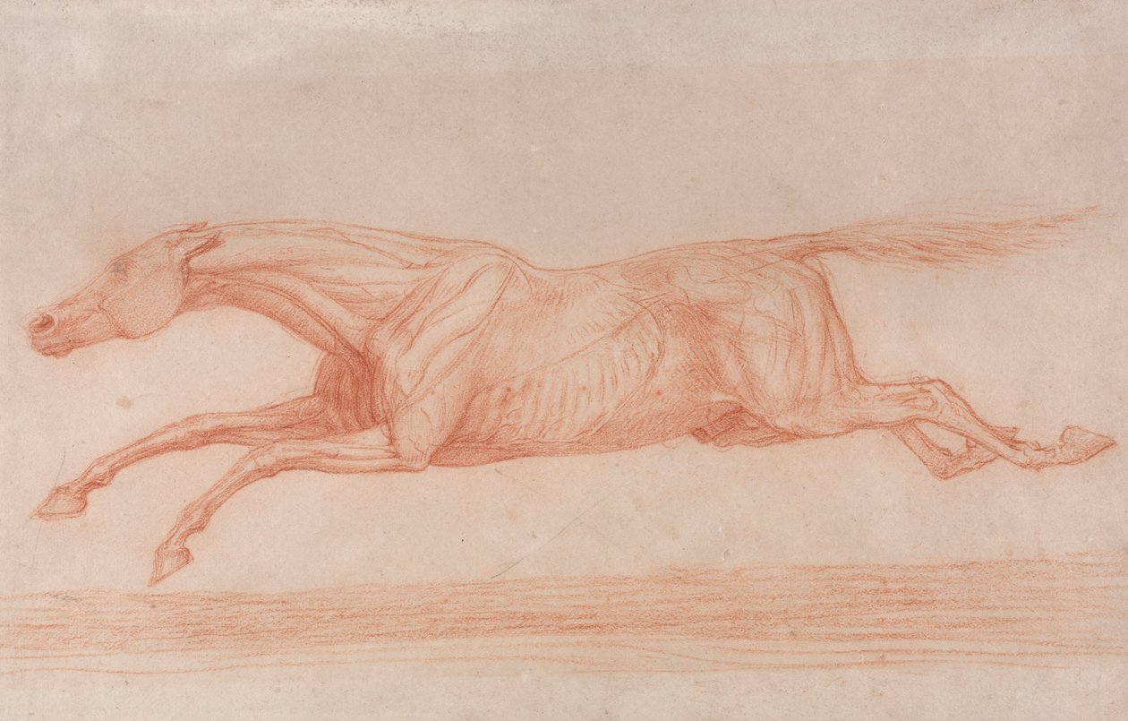 Studie av en kapplöpningshäst i aktion: Galoppera till vänster, en semi-anatomisk studie, med flådd hud för att visa musklernas verkan av George Stubbs