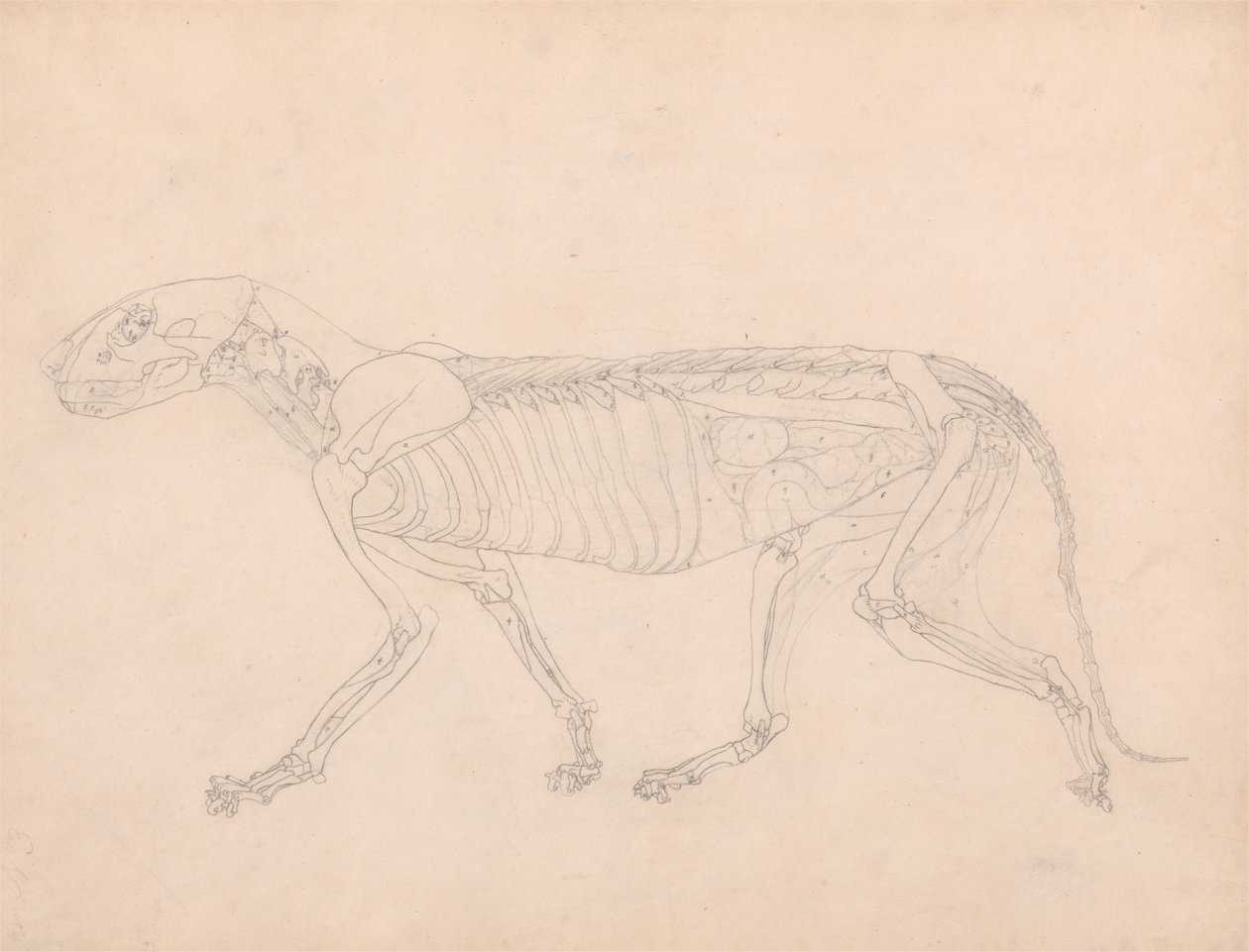 Studie av en tiger, sidovy, abdominala inälvor exponerade, från en jämförande anatomisk beskrivning av människokroppens struktur med en tiger och en höns, ca 1795-1806 (grafit på av George Stubbs