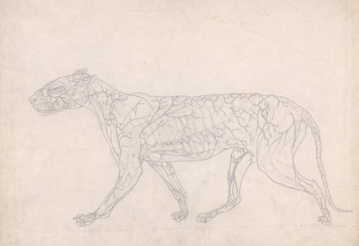Studie av en tiger, sidovy, diagram som visar den subkutana blodförsörjningen, från A Comparative Anatomical Exposition of the Structure of the Human Body with that of a Tiger and a Common Fowl, 1795- av George Stubbs