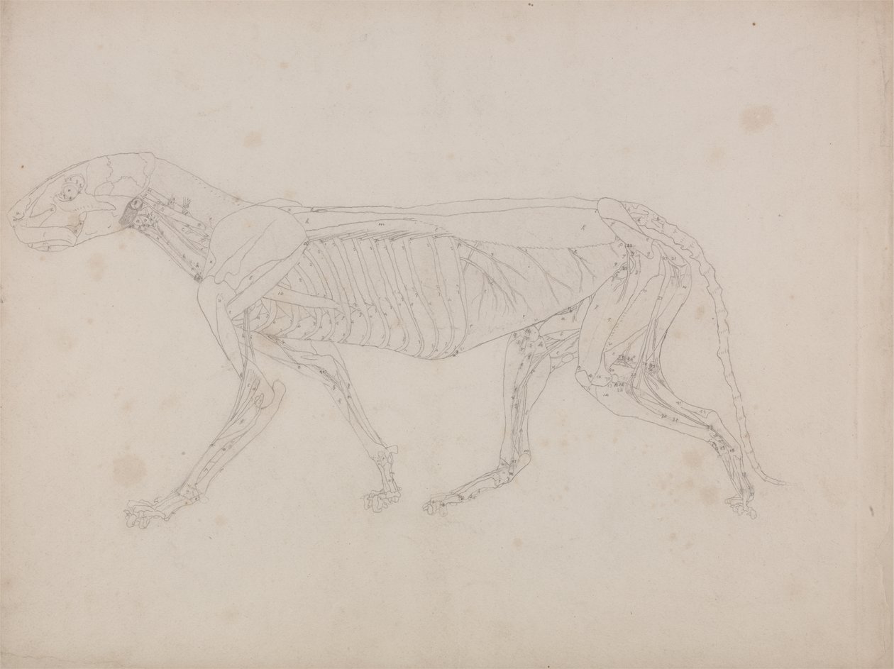Studie av en tiger, sidovy, från en jämförande anatomisk beskrivning av människokroppens struktur med en tiger och en höns, ca 1795-1806 (grafit på patronpapper) av George Stubbs