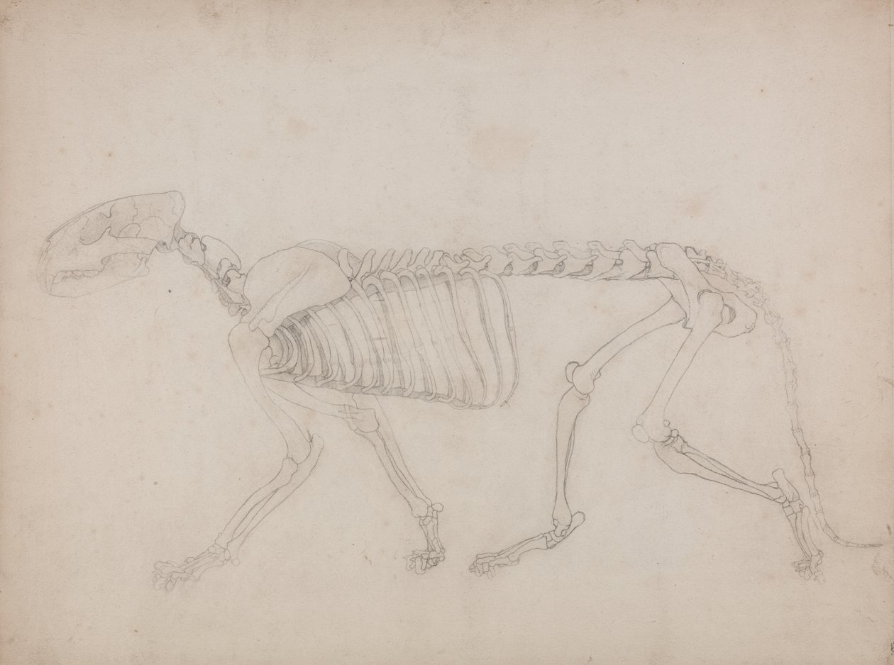 Studie av en tiger, sidovy, från en jämförande anatomisk utläggning av människokroppens struktur med en tiger och en höns, 1795-1806 (grafit på kraftigt vävt papper) av George Stubbs