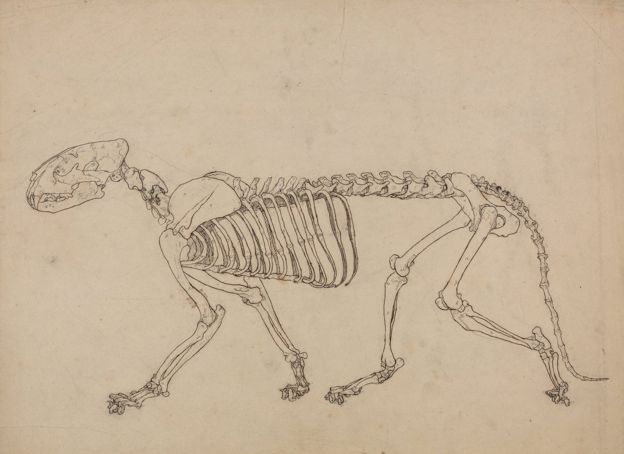 Studie av en tiger, sidovy, från en jämförande anatomisk utläggning av människokroppens struktur med en tiger och en höns, 1795-1806 (penna & bläck och grafit på tunt vävt papper av George Stubbs