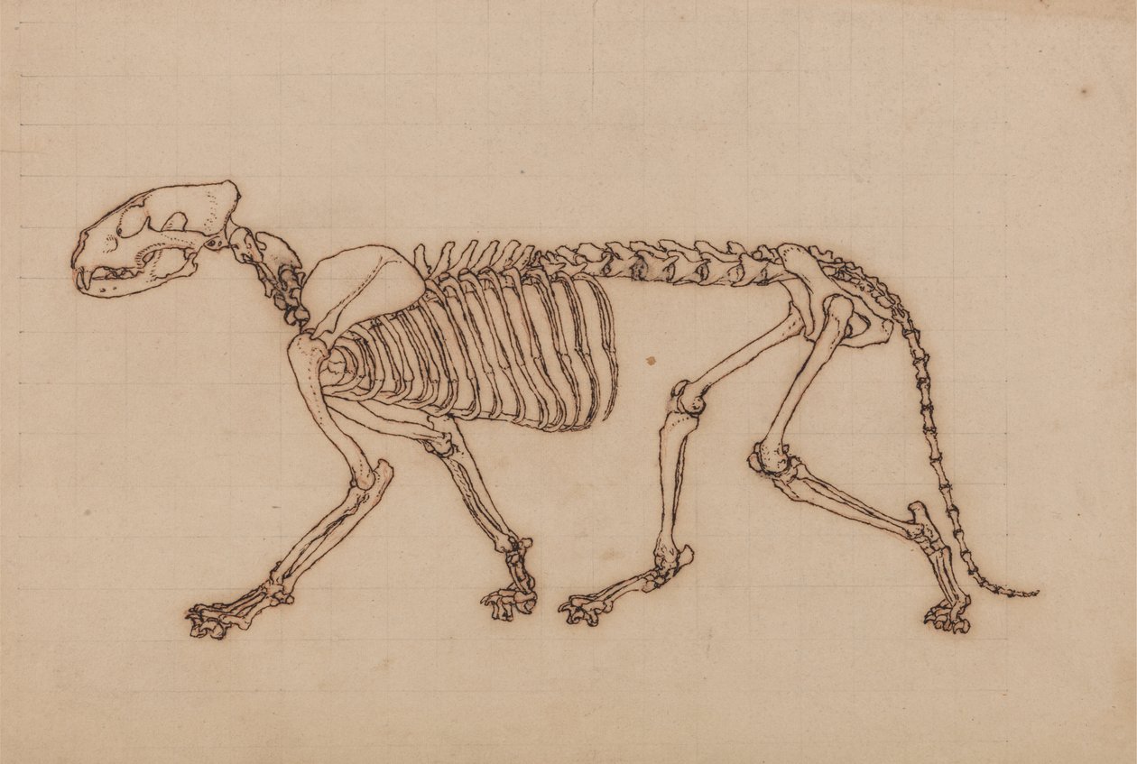 Studie av en tiger, sidovy, från en jämförande anatomisk utläggning av människokroppens struktur med en tiger och en höns, 1795-1806 (svart bläck över kritagrafit på tunga vävar) av George Stubbs