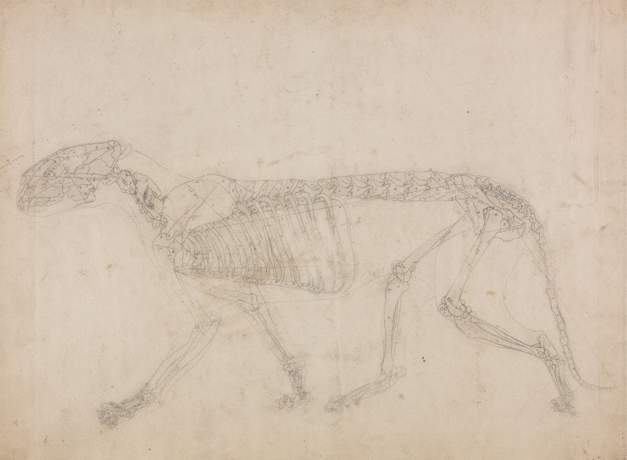 Studie av en tiger, sidovy, från A Comparative Anatomical Exposition of the Structure of the Human Body with that of a Tiger and a Common Fowl, 1795-1806 (grafit på tjockt papper) av George Stubbs