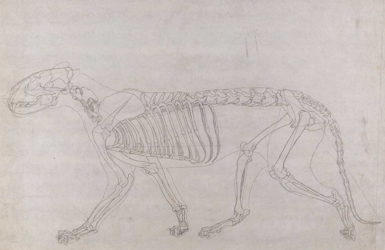 Studie av en tiger, sidovy, från A Comparative Anatomical Exposition of the Structure of the Human Body with that of a Tiger and a Common Fowl, 1795-1806 (grafit på tunt papper) av George Stubbs