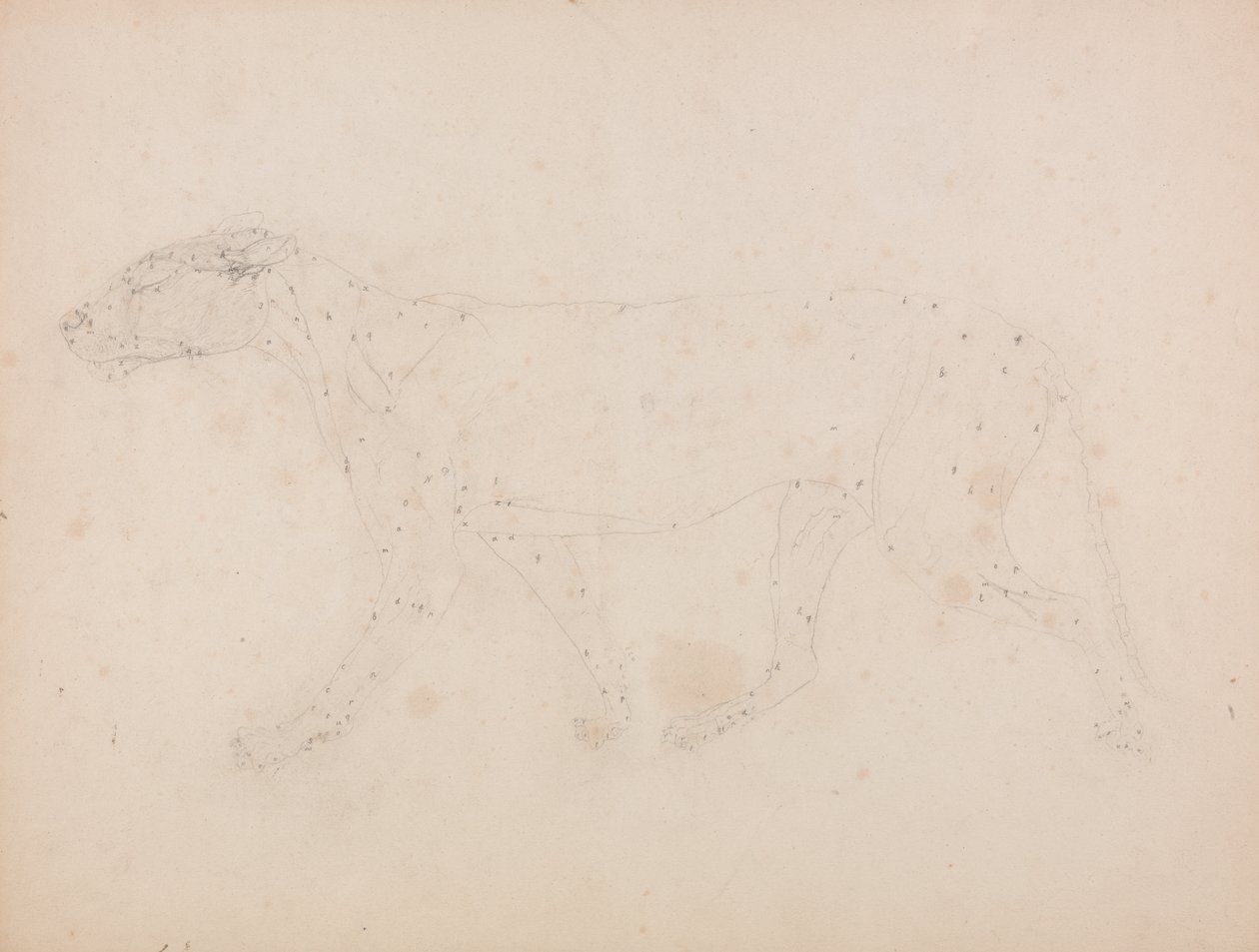 Studie av en tiger, sidovy, från A Comparative Anatomical Exposition of the Structure of the Human Body with that of a Tiger and a Common Fowl, 1795-1806 (grafit på papper) av George Stubbs