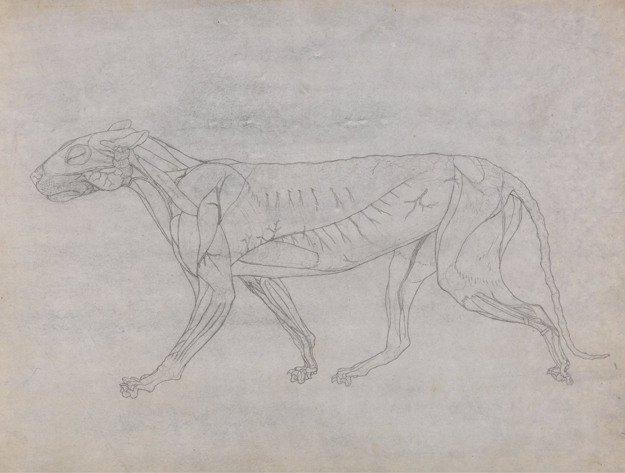 Studie av en tiger, sidovy, från en jämförande anatomisk utläggning av människokroppens struktur med en tiger och en höns, 1795-1806 (grafit på tunt vävt papper) av George Stubbs