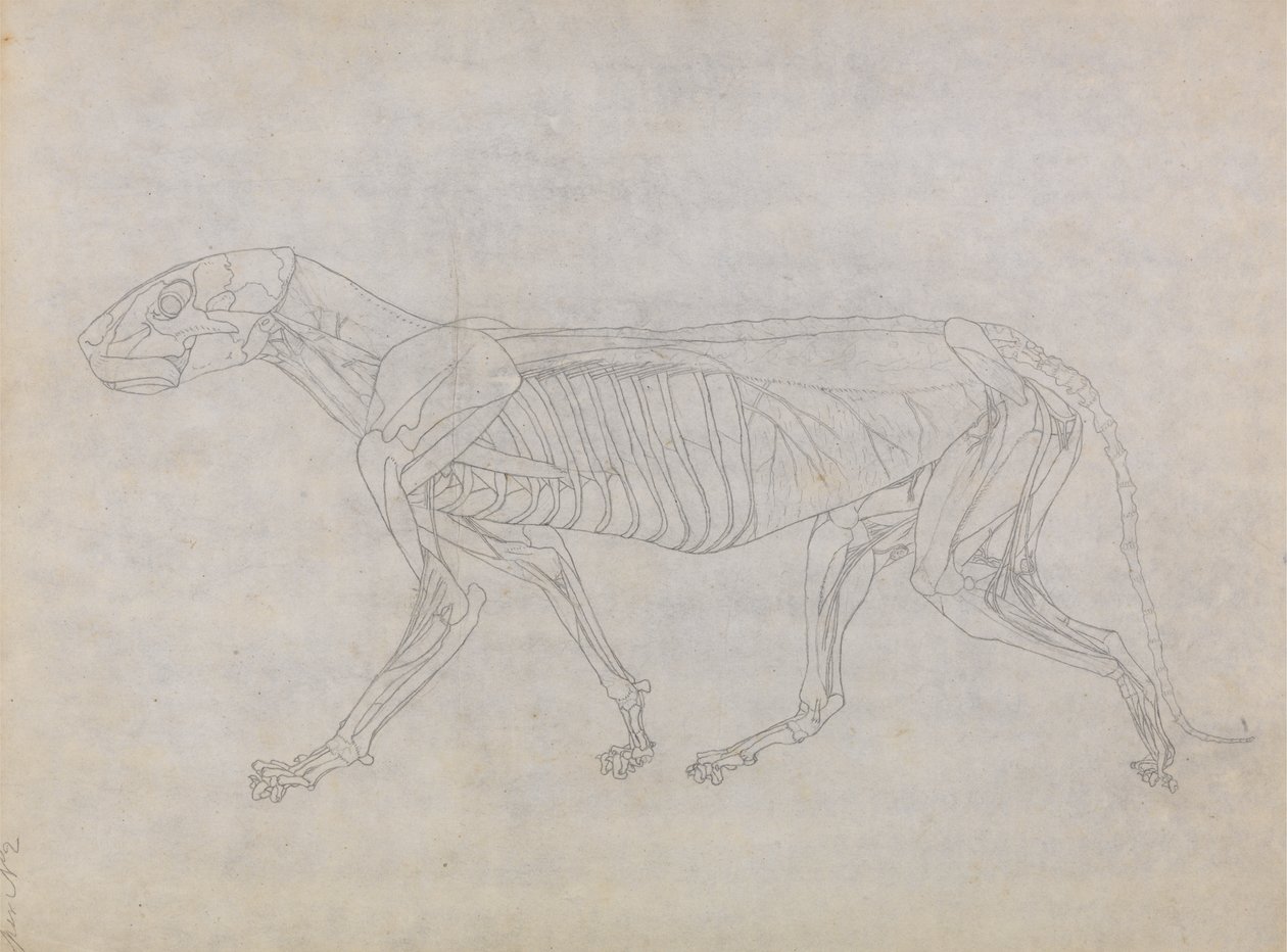 Studie av en tiger, sidovy, från en jämförande anatomisk utläggning av människokroppens struktur med en tiger och en höns, 1795-1806 (grafit på tunt vävt papper) av George Stubbs