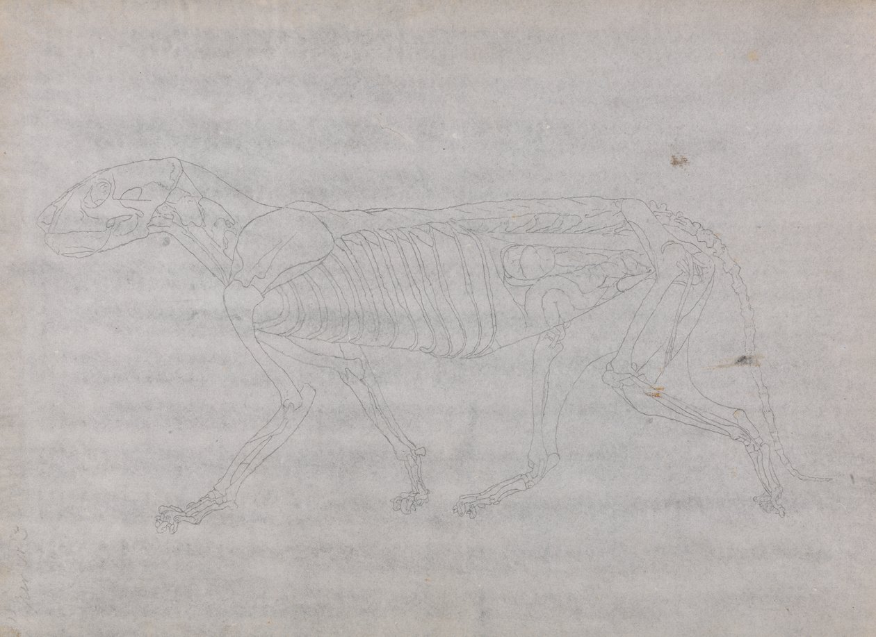 Studie av en tiger, sidovy, från en jämförande anatomisk utläggning av människokroppens struktur med en tiger och en höns, 1795-1806 (grafit på tunt vävt papper) av George Stubbs