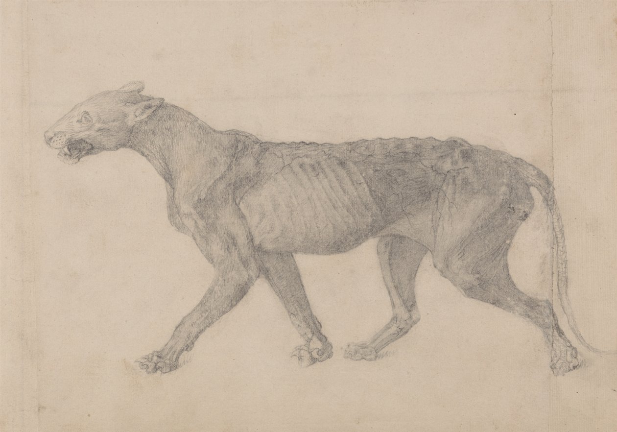 Studie av en tiger, sidovy, från en jämförande anatomisk utläggning av människokroppens struktur med en tiger och en höns, 1795-1806 (grafit på lagt papper) av George Stubbs