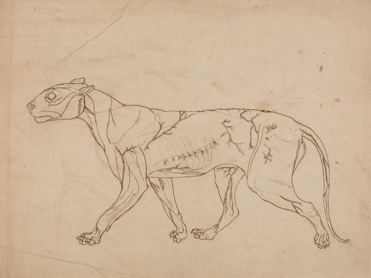 Studie av en tiger, sidovy, från en jämförande anatomisk utläggning av människokroppens struktur med en tiger och en höns, 1795-1806 (grafit på kraftigt vävt papper) av George Stubbs