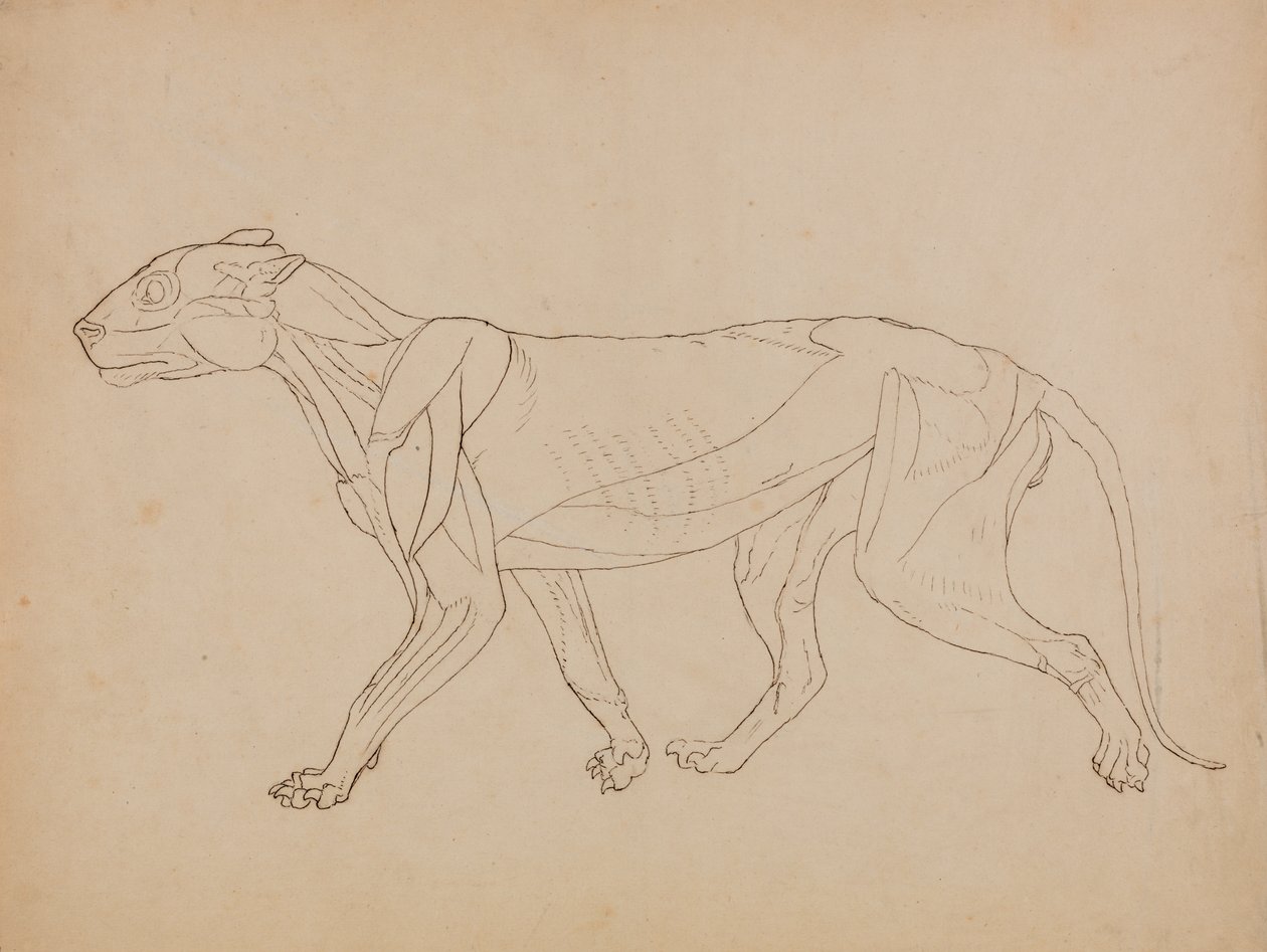 Studie av en tiger, sidovy, från en jämförande anatomisk beskrivning av människokroppens struktur med en tiger och en höns, 1795-1806 (penna & bläck över grafit & krita på vävd p av George Stubbs