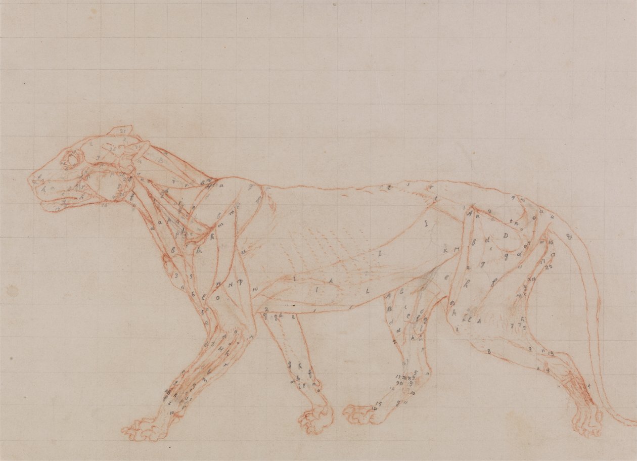 Studie av en tiger, sidovy, från en jämförande anatomisk beskrivning av människokroppens struktur med en tiger och en höns, 1795-1806 (röd krita & grafit på vävt papper) av George Stubbs