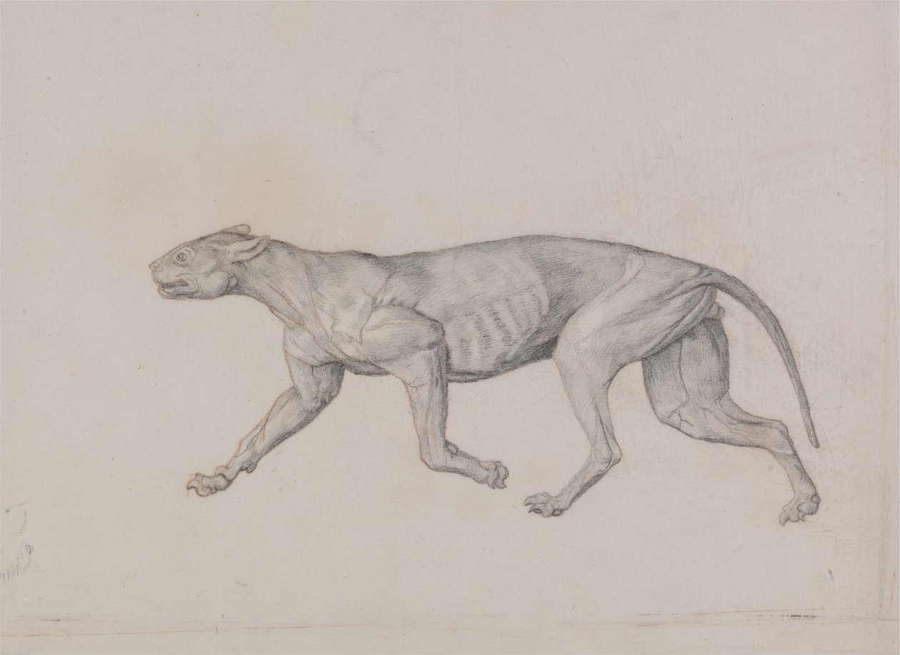 Studie av en tiger, sidovy, från en jämförande anatomisk utläggning av människokroppens struktur med en tiger och en höns, 1795-1806 (grafit med röd krita på tunt vävt papper av George Stubbs