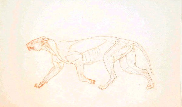 Studie av en tiger, sidovy, från en jämförande anatomisk utläggning av människokroppens struktur med en tiger och en höns, 1795-1806 (röd kritgrafit på vävt papper) av George Stubbs