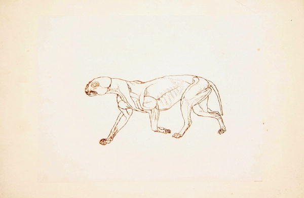 Studie av en tiger, sidovy, från en jämförande anatomisk utläggning av människokroppens struktur med en tiger och en fågelhöna, 1795-1806 (penna och bläck över röd krita på tunn vävd papper av George Stubbs
