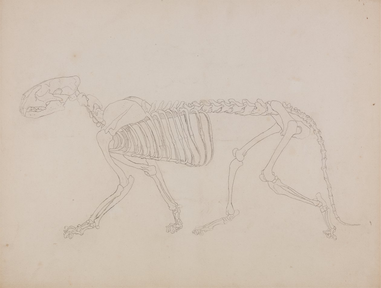 Studie av en tiger, sidovy, från "En jämförande anatomisk beskrivning av människokroppens struktur med en tiger och en vanlig fågel" av George Stubbs