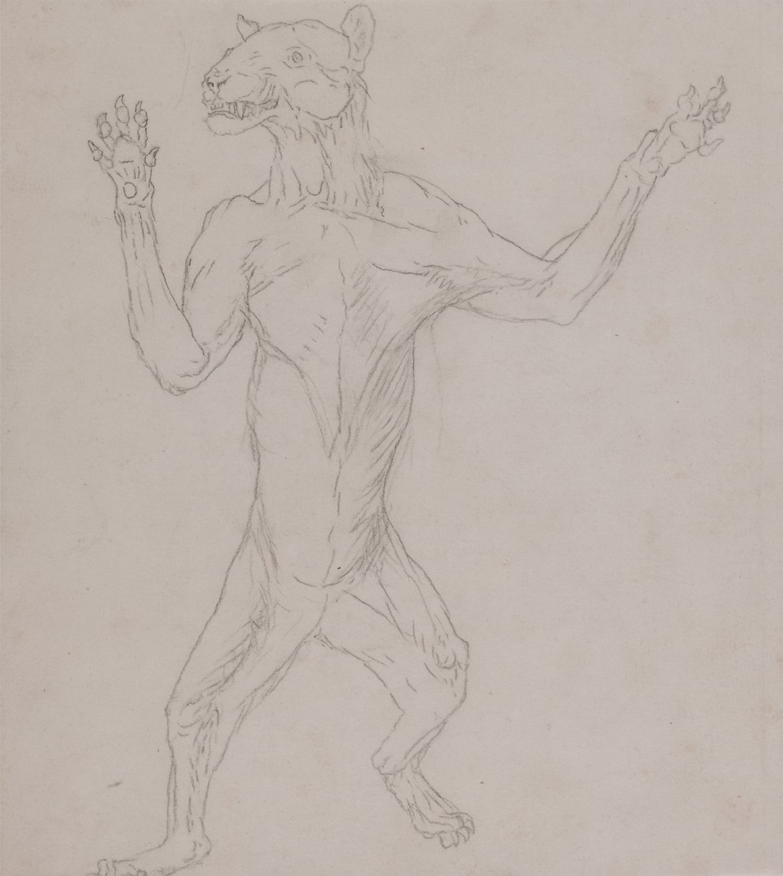 Studie av en tiger, som står i mänsklig ställning, från en jämförande anatomisk utläggning av människokroppens struktur med en tiger och en höns, 1795-1806 (grafit på tunt vävt papper) av George Stubbs