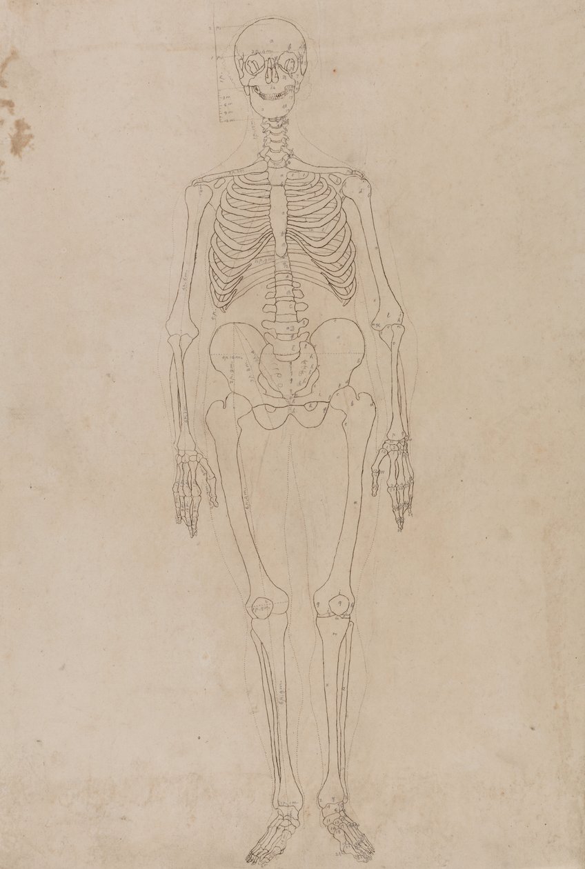 Studie av människofiguren, framifrån, från en jämförande anatomisk utläggning av människokroppens struktur med en tiger och en höns, ca 1795-1806 (grafit och bläck på papper) av George Stubbs