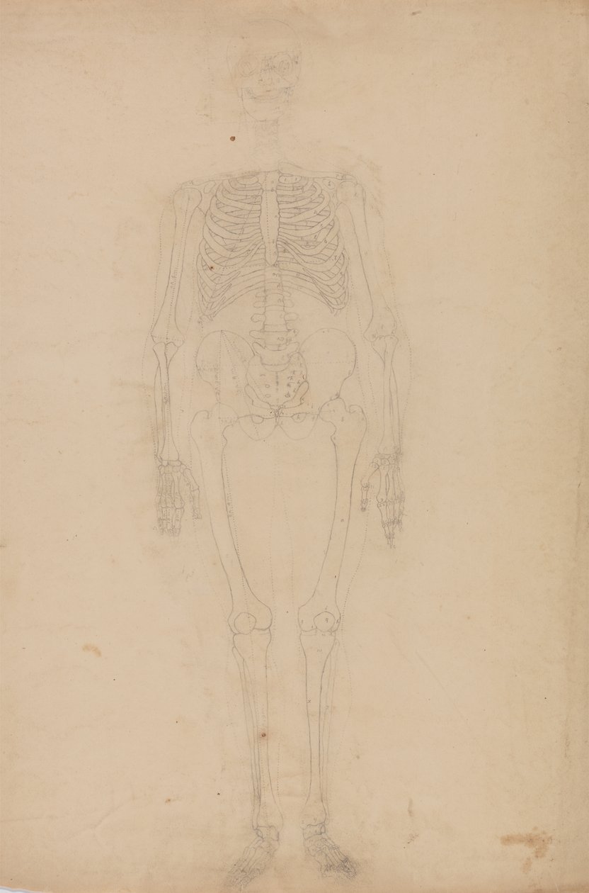 Studie av människofiguren, framifrån, från en jämförande anatomisk utläggning av människokroppens struktur med en tiger och en höns, ca 1795-1806 (grafit på papper) av George Stubbs