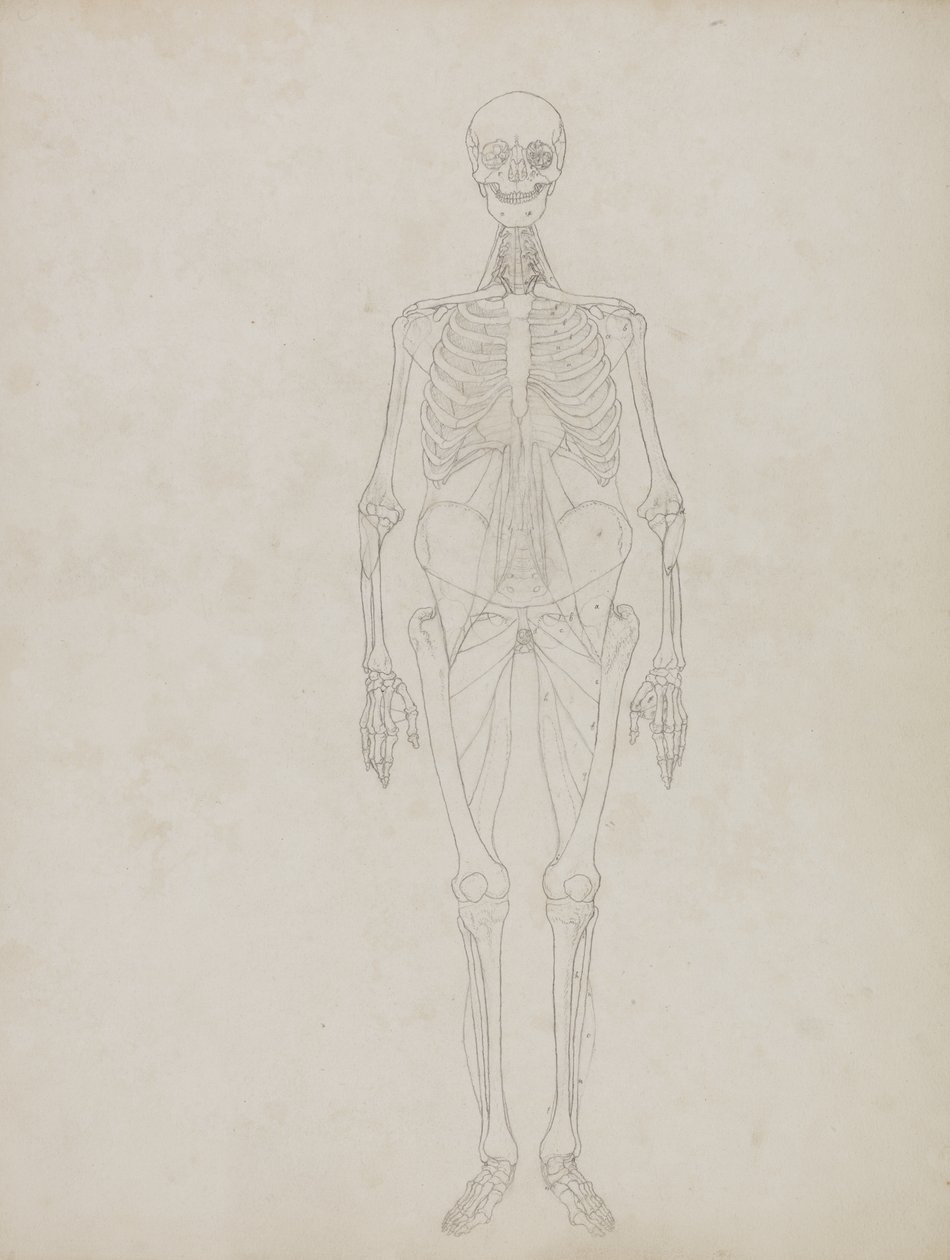 Studie av människofiguren, framifrån, från "En jämförande anatomisk utläggning av människokroppens struktur med en tiger och en höns", ca 1795-1806 (grafit och bläck på papper) av George Stubbs