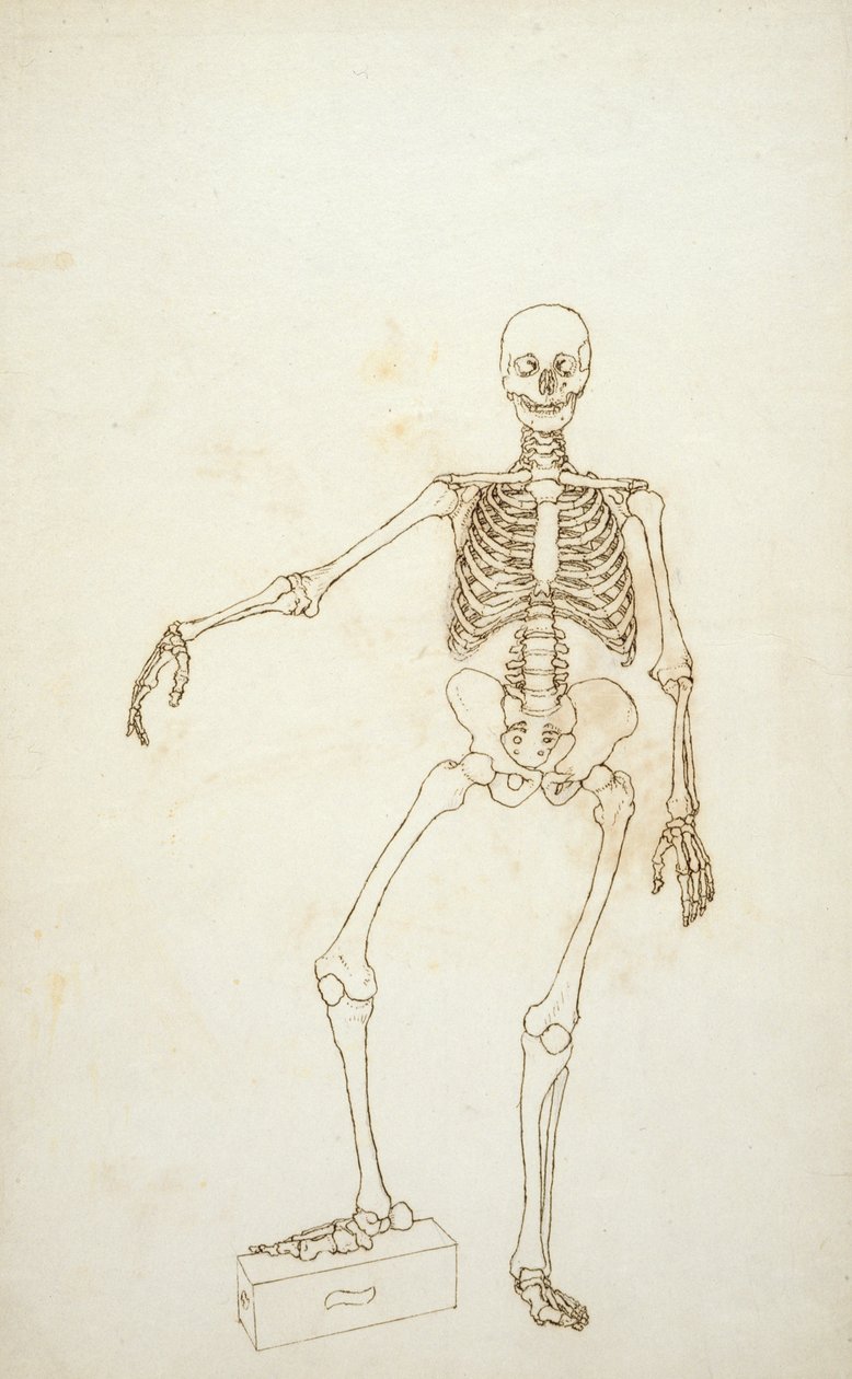Studie av den mänskliga figuren, anterior View, från "En jämförande anatomisk utläggning av människokroppens struktur med en tiger och en vanlig fågel" av George Stubbs