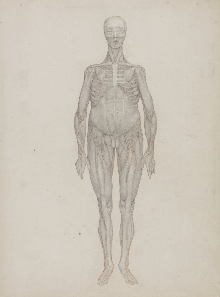 Studie av människofiguren, anterior View, från 