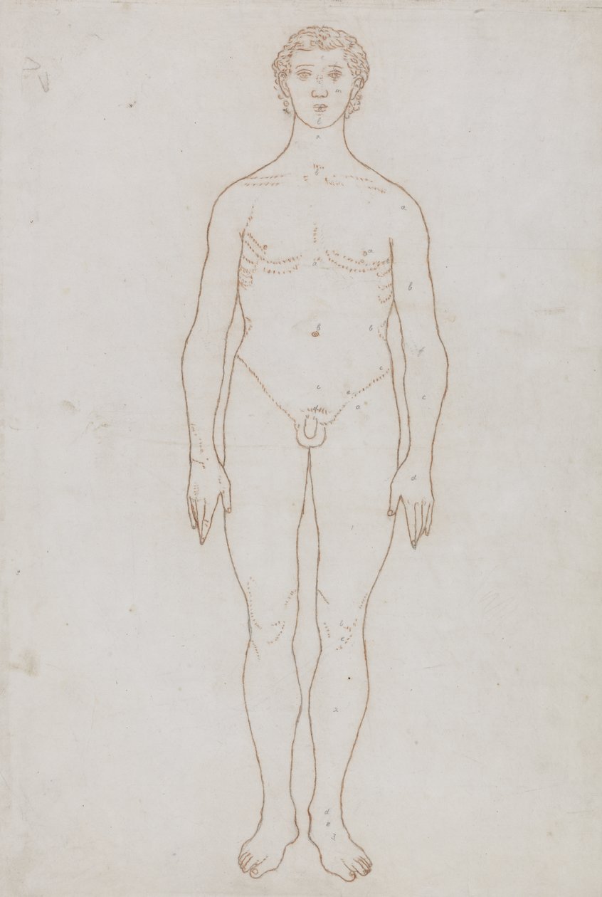 Studie av den mänskliga figuren, anterior View, från 