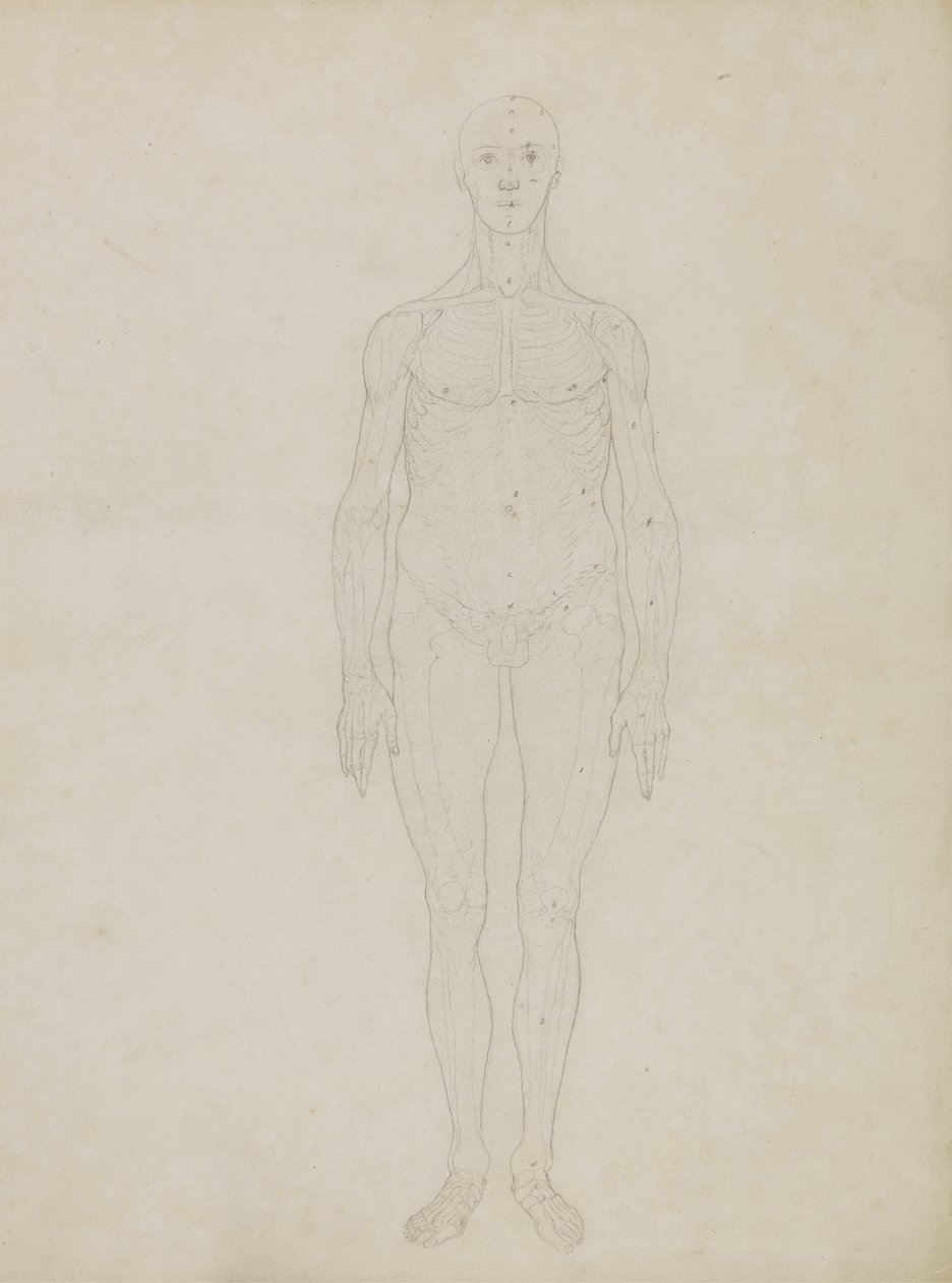 Studie av den mänskliga figuren, anterior View, från "En jämförande anatomisk beskrivning av människokroppens struktur med en tiger och en vanlig fågel" av George Stubbs