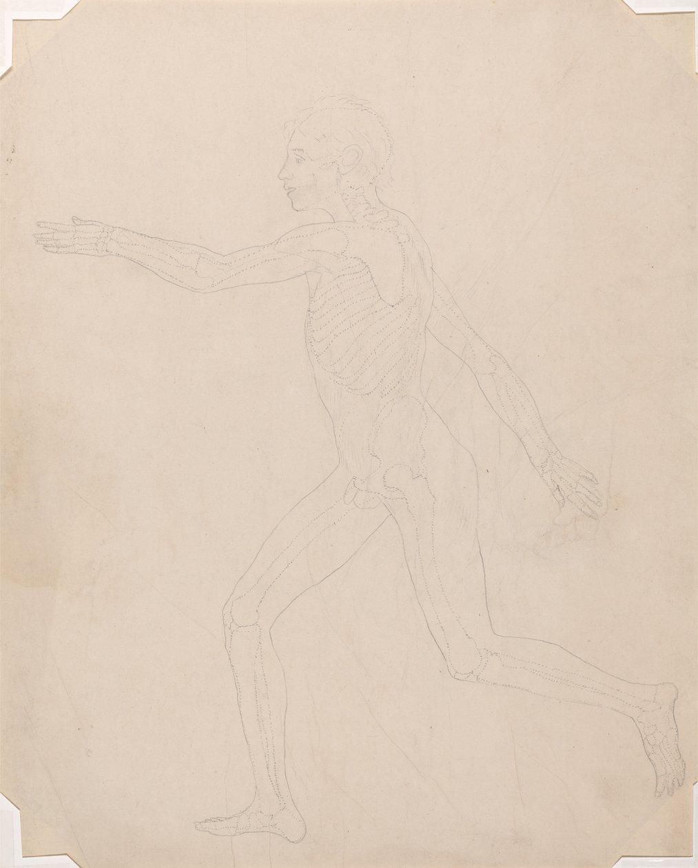 Studie av människofiguren, sidovy, en jämförande anatomisk beskrivning av människokroppens struktur med en tiger och en höns, ca 1795-1806 (grafit på patronpapper) av George Stubbs