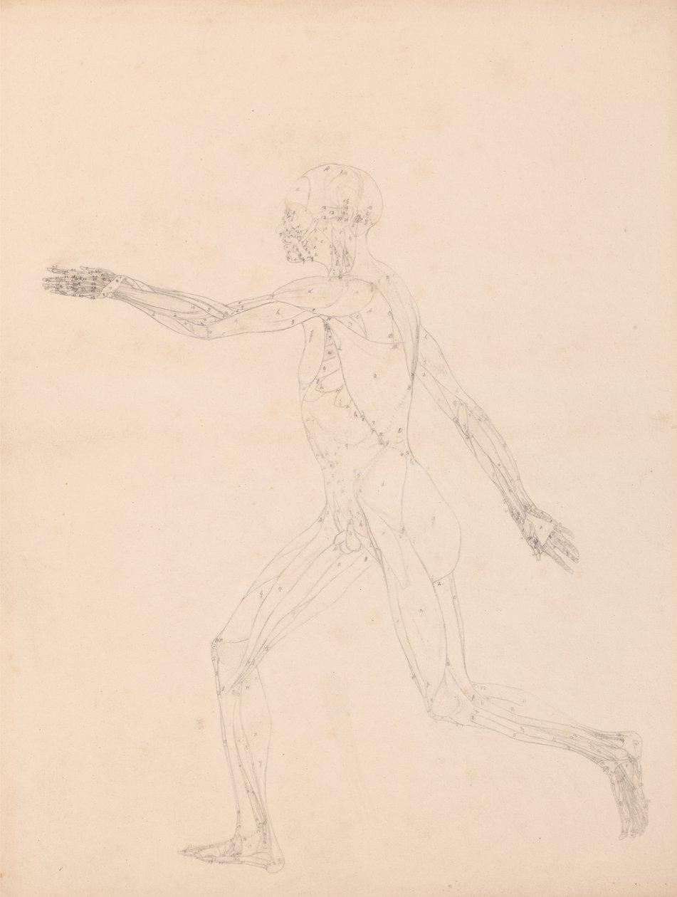 Studie av människofiguren, sidovy, diagram för nyckel till tabell XIII, från A Comparative Anatomical Exposition of the Structure of the Human Body with the structure of a Tiger and a Common Fowl, 1795-1806 (g av George Stubbs