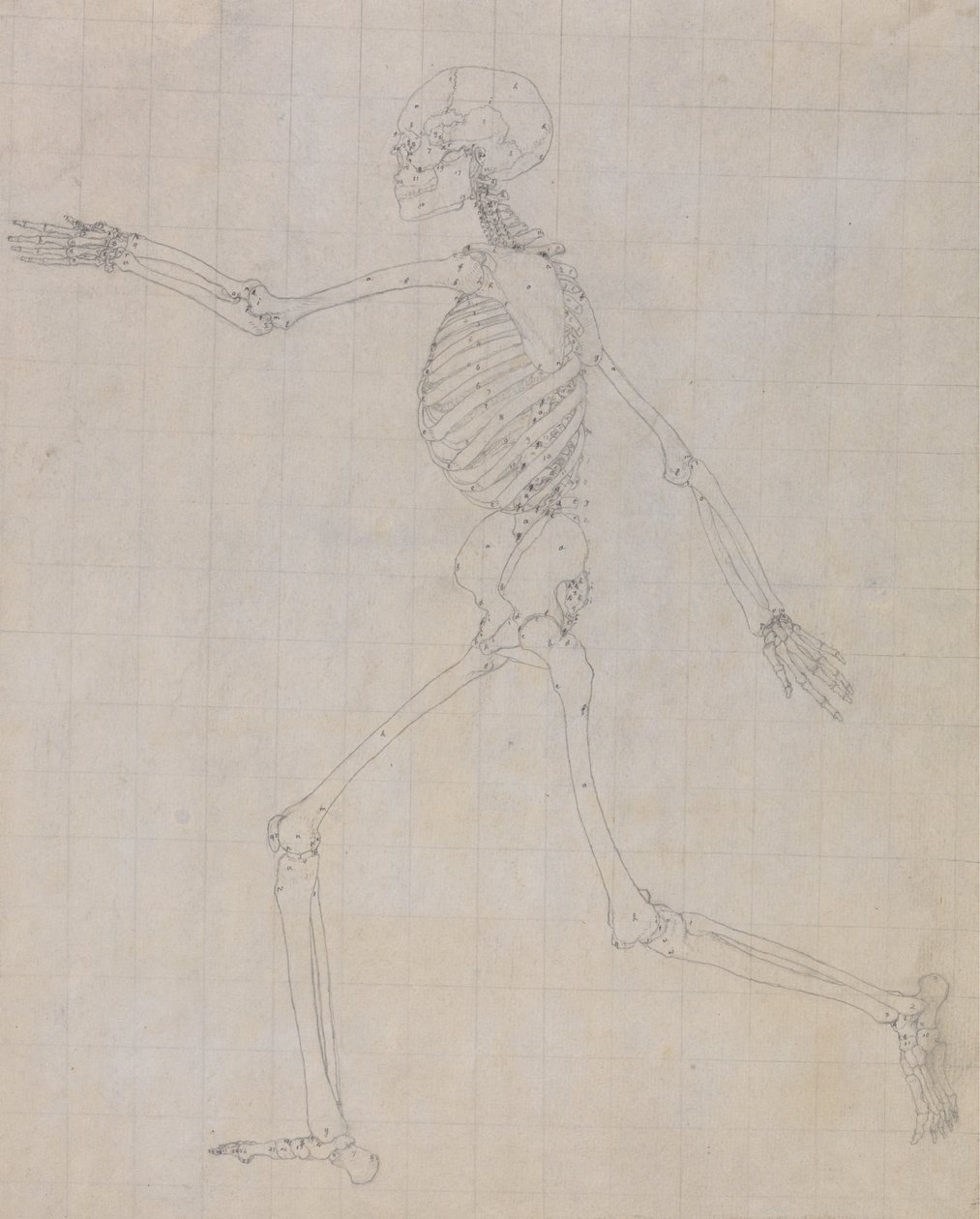 Studie av människofiguren, sidovy, avslutad studie för Tabell III, från En jämförande anatomisk beskrivning av människokroppens struktur med en tiger och en höns, 1795-1806 (gr. av George Stubbs