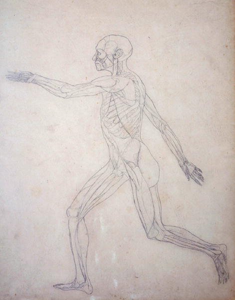 Studie av människofiguren, sidovy, från en jämförande anatomisk beskrivning av människokroppens struktur med en tiger och en höns, ca 1795-1806 (grafit på patronpapper) av George Stubbs