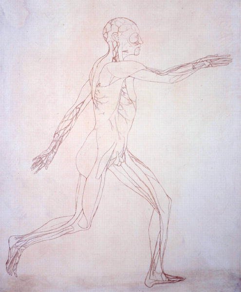 Studie av människofiguren, sidovy, från en jämförande anatomisk beskrivning av människokroppens struktur med en tiger och en höns, ca 1795-1806 (bläck på papper) av George Stubbs