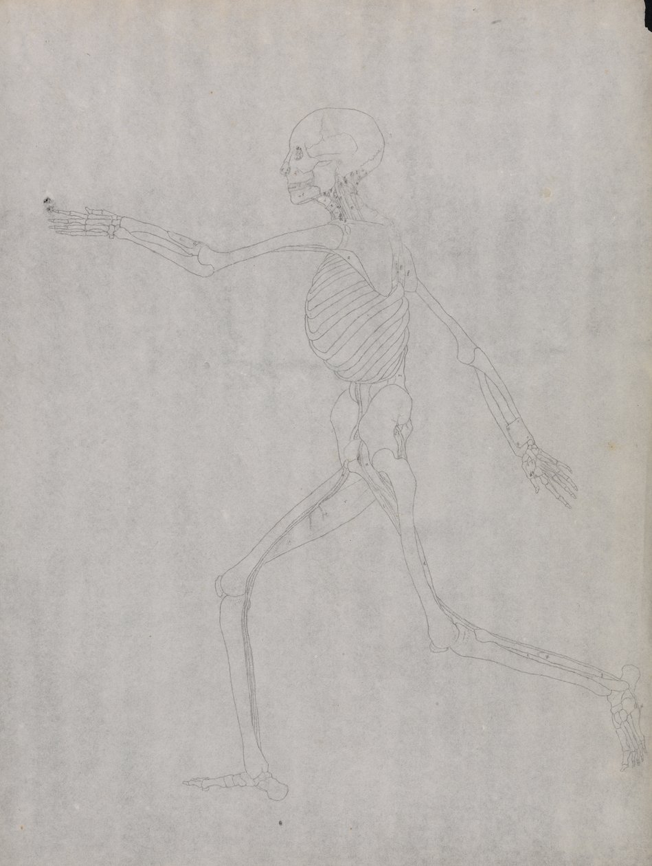 Studie av människofiguren, sidovy, från en jämförande anatomisk beskrivning av människokroppens struktur med en tiger och en höns, 1795-1806 (grafit på kraftigt vävt papper) av George Stubbs