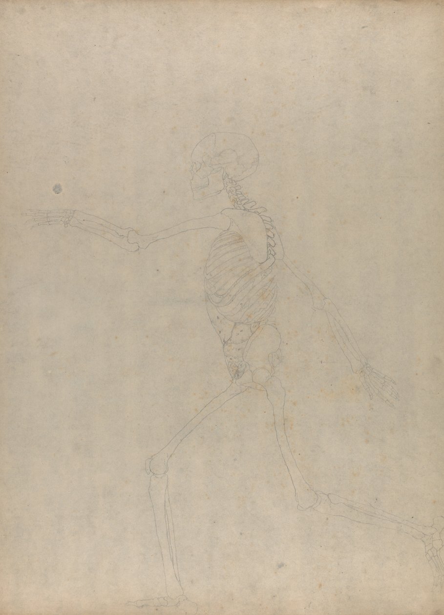 Studie av människofiguren, sidovy, från en jämförande anatomisk beskrivning av människokroppens struktur med en tiger och en höns, 1795-1806 (grafit på kraftigt vävt papper) av George Stubbs